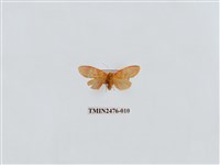 藏品(華麗美苔蛾)的圖片